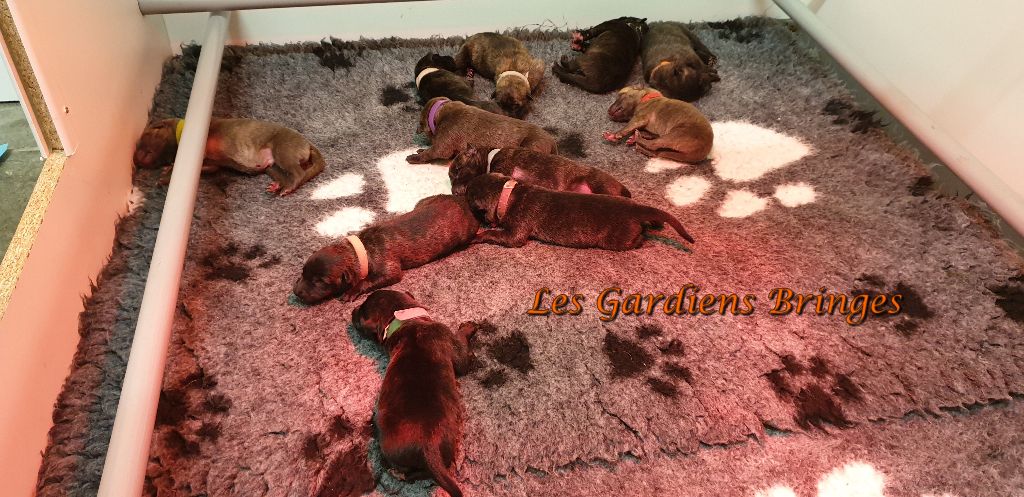 Les chiots de Nuance Dorée