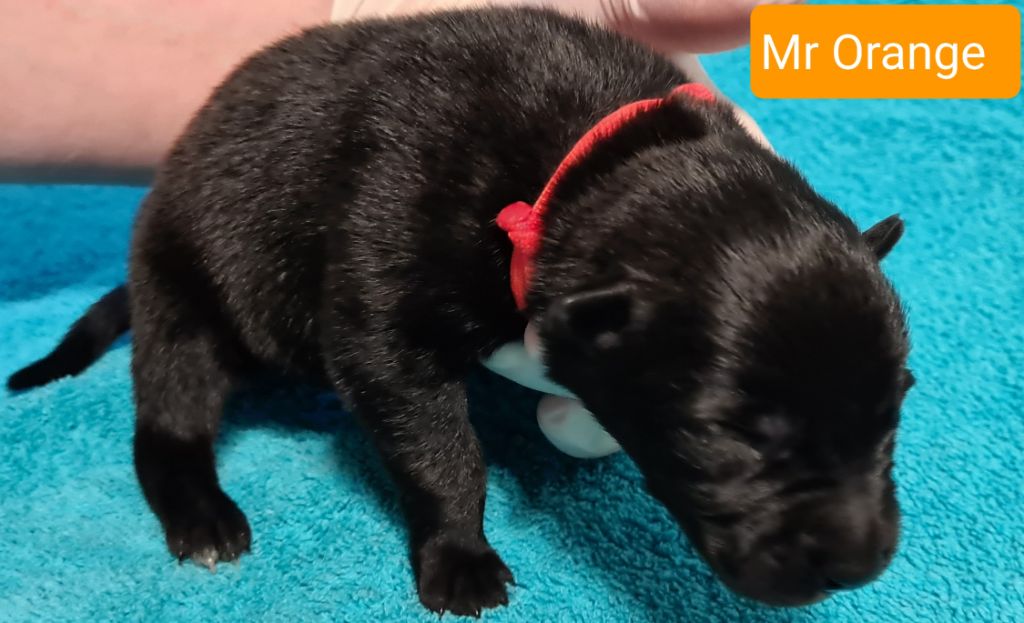 des Gardiens Bringés - Berger hollandais - Portée née le 03/01/2021